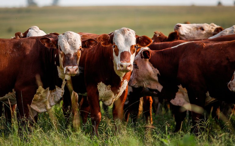 Indicadores: arroba do boi gordo fica mais barata, nesta quinta-feira (8)