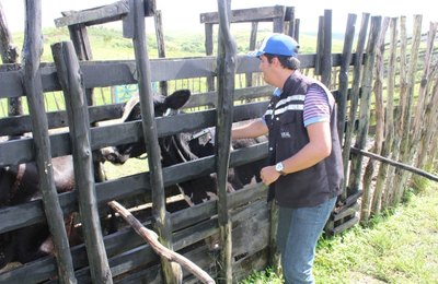 Primeira etapa de vacinação contra febre aftosa começa nesta quarta-feira (1º)