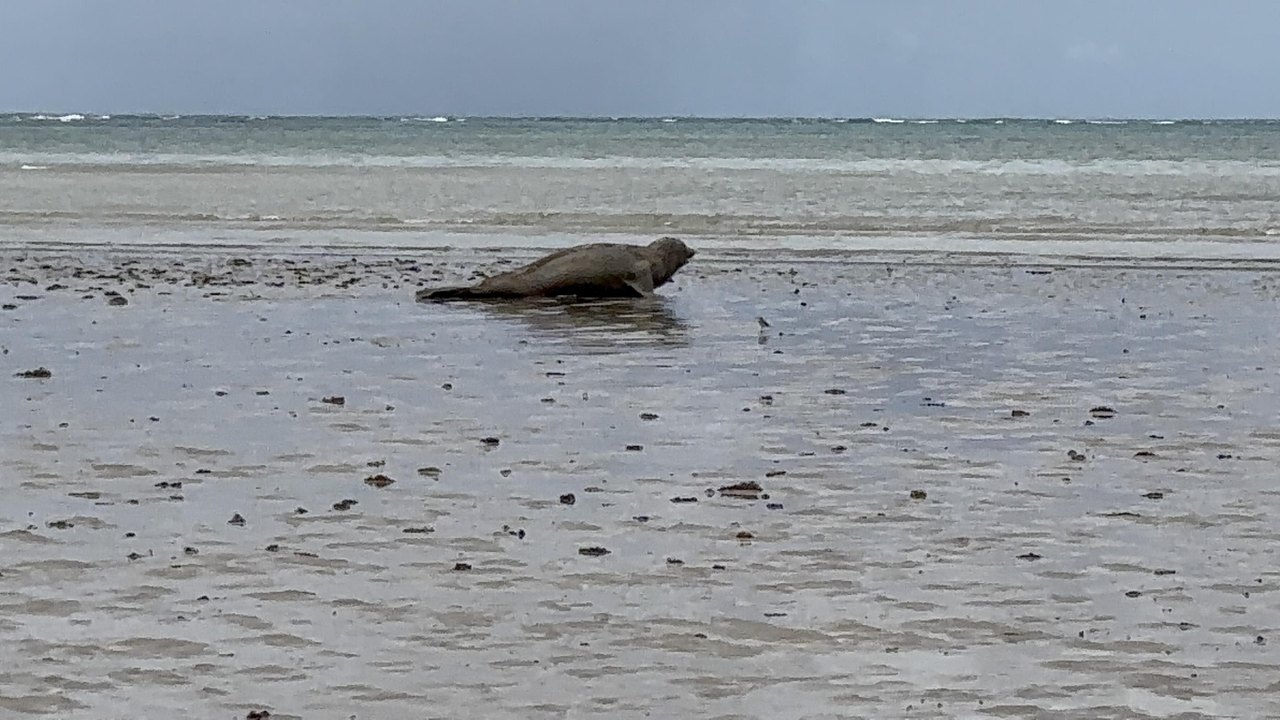 IMA/AL acompanha elefante-marinho em processo de muda na costa de Alagoas