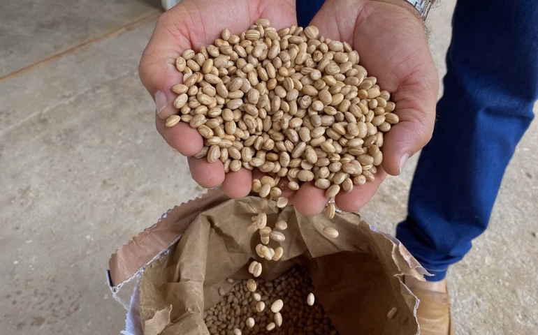 Agricultores de Penedo precisam se inscrever para receber sementes do Programa Planta Alagoas