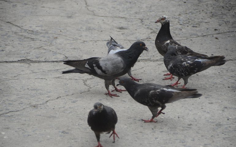 Veterinário da Sesau ensina como prevenir a criptococose