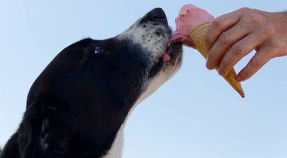 pets-tem-diabetes-21082023151826245 / Foto: Foto: Mikkel Bendix/Pexels