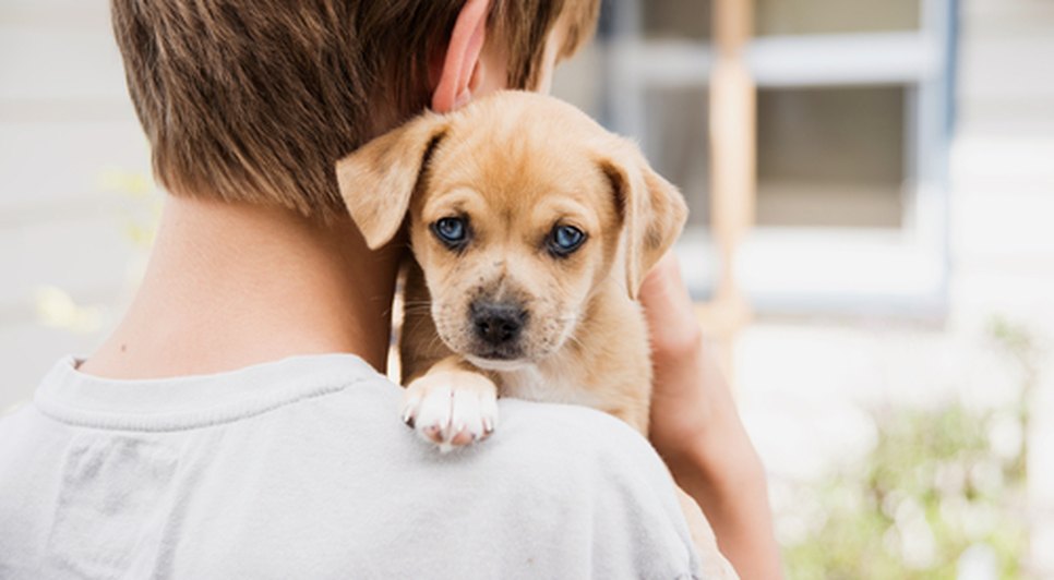 Shopping promove campanha de adoção de animais em Aracaju neste sábado / Foto: Foto: Shutterstock/Arquivo