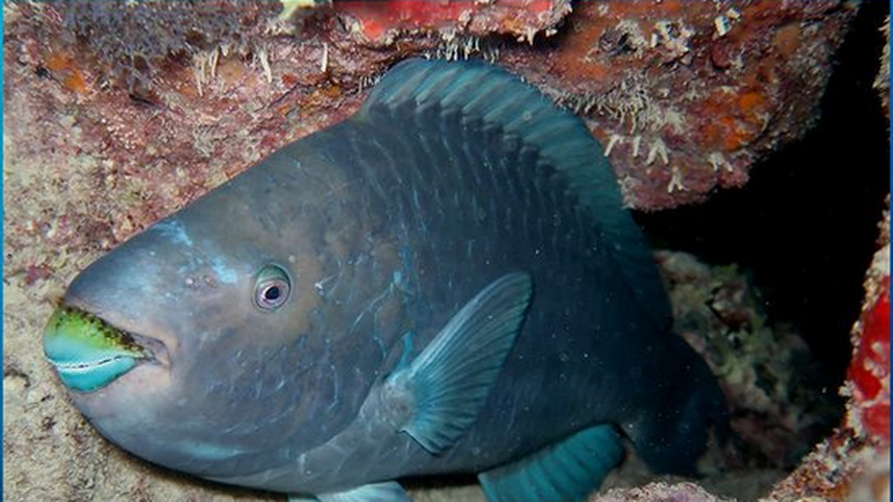 Professor da Ufal registra foto de peixe ameaçado de extinção e vence concurso de fotografia