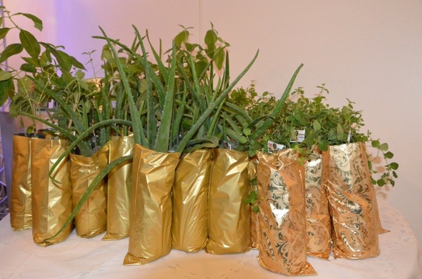 Pesquisadores lançam produtos para profissionais e usuários do SUS