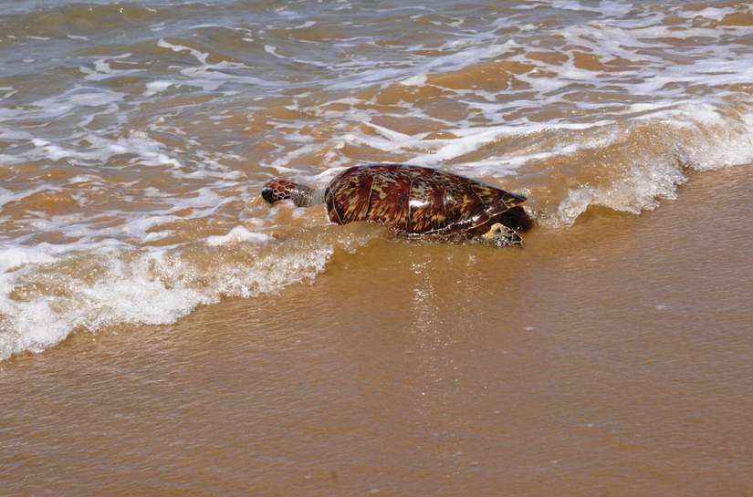 IMA orienta para riscos e regras ao encontrar peixes-boi e tartarugas no litoral de Alagoas