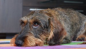 cachorro_deitado.jpg / Foto: EBC