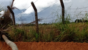 Queda de coqueiro deixa vítima fatal e duas pessoas feridas / Foto: Foto: Portal A8SE/Reprodução
