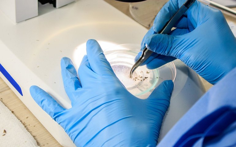 Rio faz nova soltura de mosquitos usados no combate à dengue