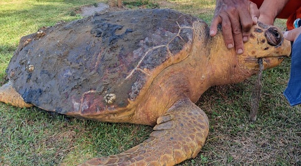 Tartaruga marinha é encontrada morta na Zona Norte de Aracaju
