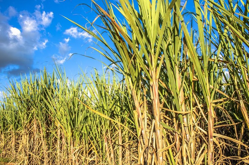 Dia do Nordestino: Exportação do açúcar alagoano soma R$ 2,2 bi em 2025 e conquista mercados mundiais