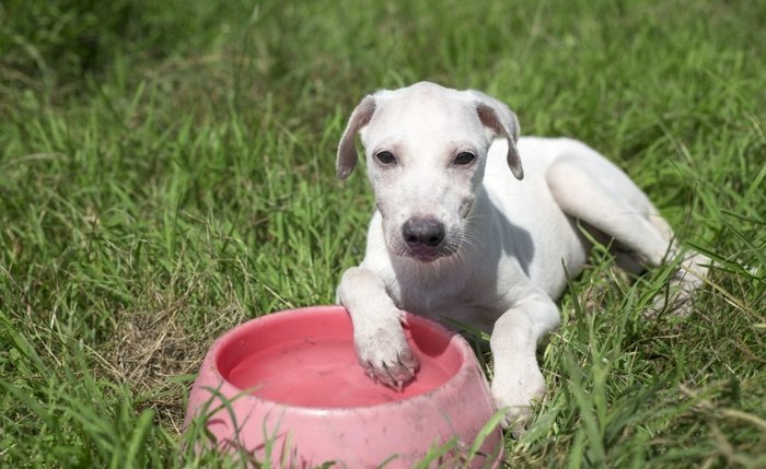 É importante manter os pets bem hidratados e evitar exposição solar entre 10h e 16h