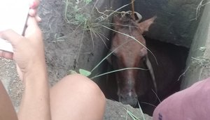 cavalo
