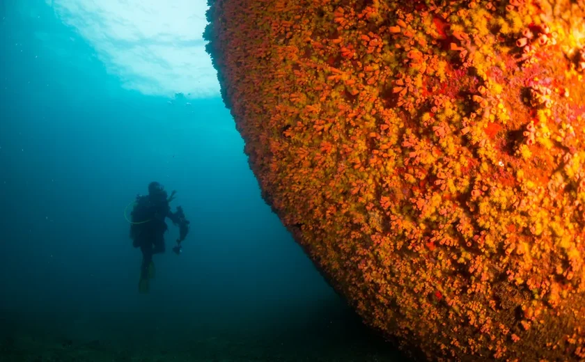 Peixe-Leão e Coral-Sol são ameaças à biodiversidade marinha em Alagoas