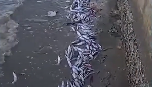 Centenas de peixes são encontrados mortos no Rio Sergipe