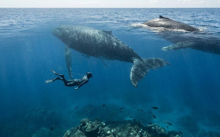 Nadadora divide o mar com baleias gigantes em momento raro no oceano
