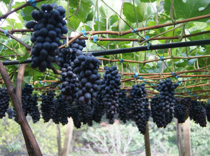 Ascenza passa a distribuir no Brasil o biológico Timorex Gold, primeiro produto de origem natural de seu portfólio