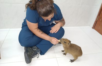 Filhote de capivara tratado no Cetas ganha novo lar em zoológico em Fortaleza
