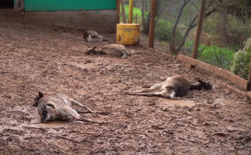 Ataque de cães 'ferais' deixa 23 animais mortos em zoológico no Chile