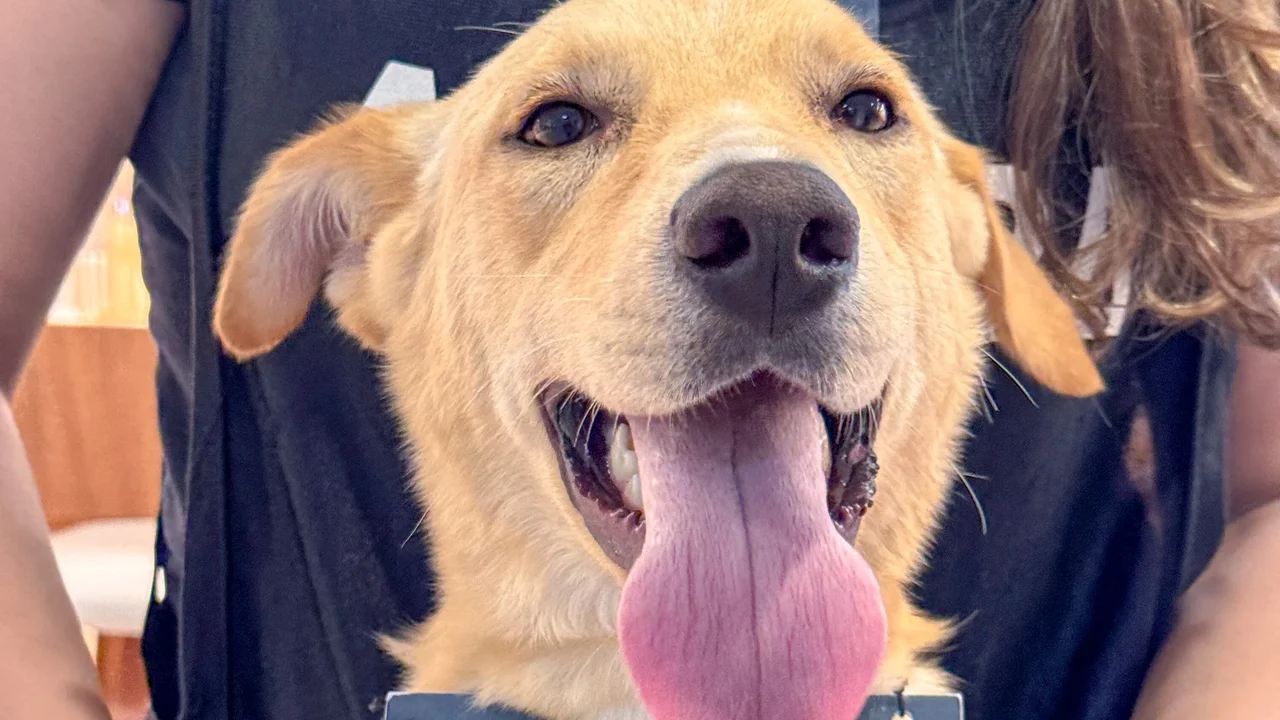 Sam´s Club Maceió promove evento de adoção de pets resgatados em parceria com a ONG Pata Amada
