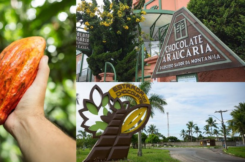 Dia do Cacau: o fruto que dá origem a delícias como o chocolate impulsiona a economia e promove o turismo em várias regiões do país