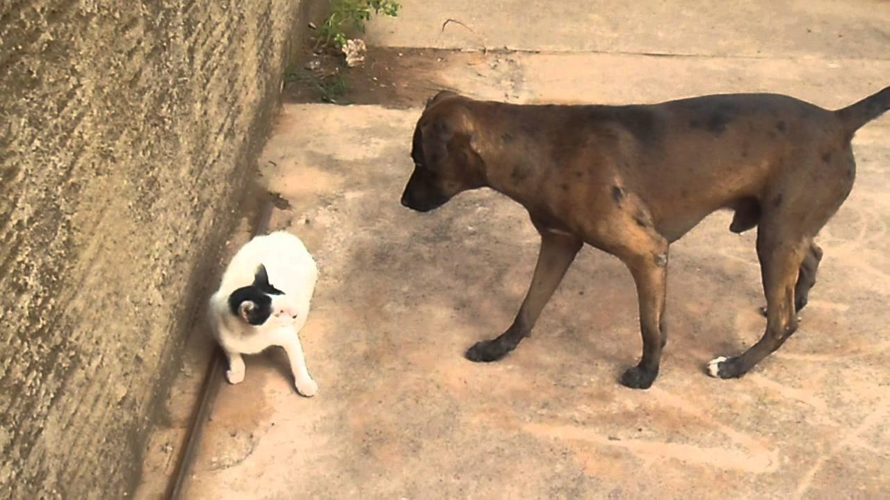 Cachorro mata gato que levava celulares para presídio da PB
