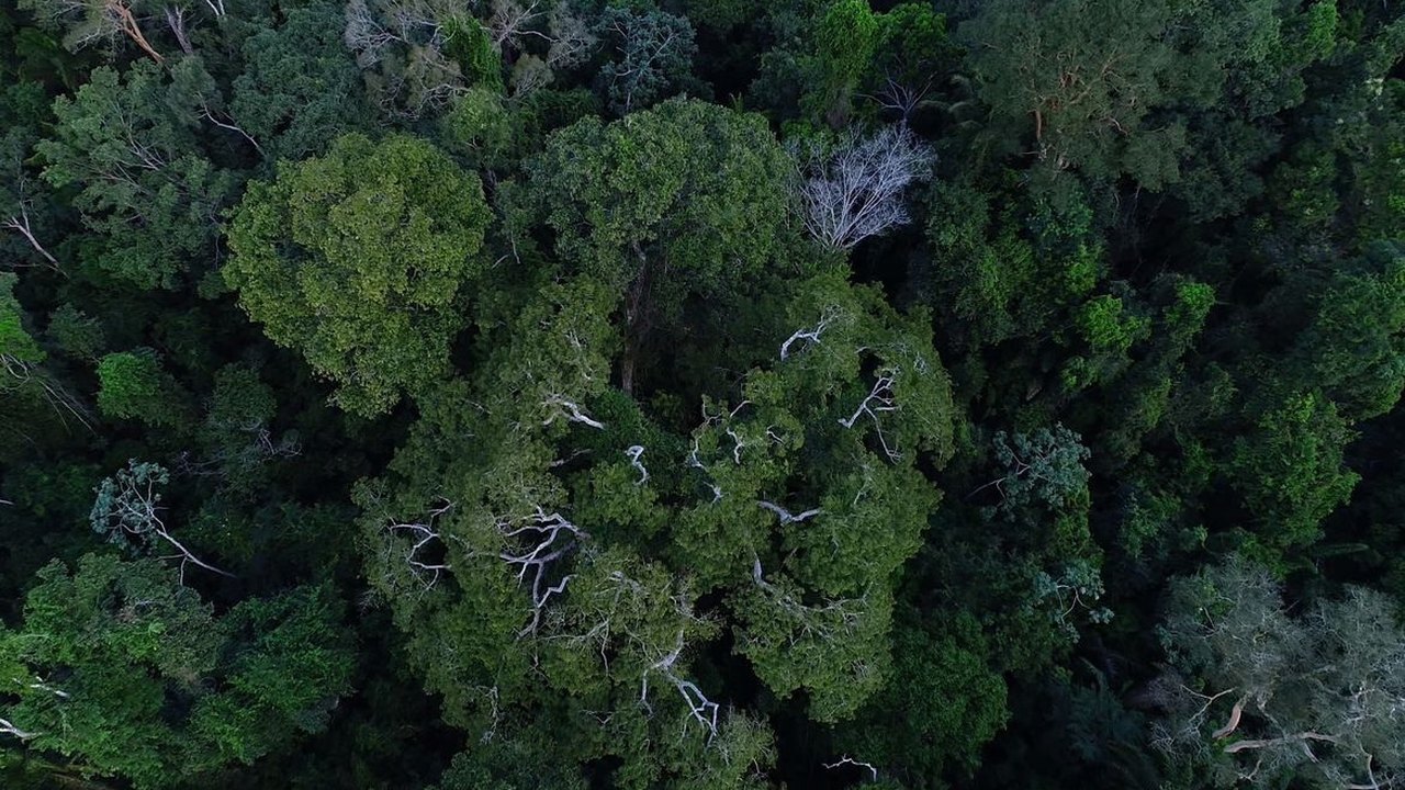 Cúpula da Amazônia: países florestais cobram US$ 200 bi de nações ricas para proteger biodiversidade
