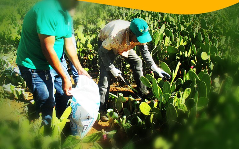 Veteagrogestão promovem curso on line sobre produção de palma forrageira