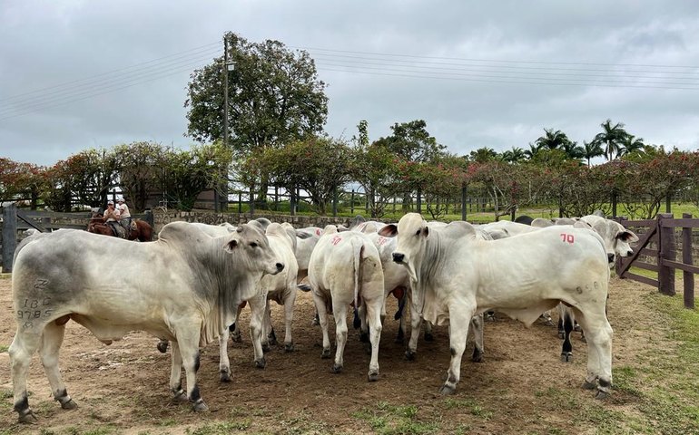 Lotes do 21º Leilão Nelore Barros Correia atende diversos tipos de criadores