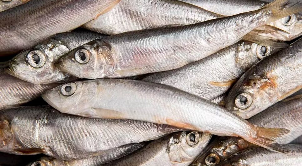 sardinha-freepik_widexl