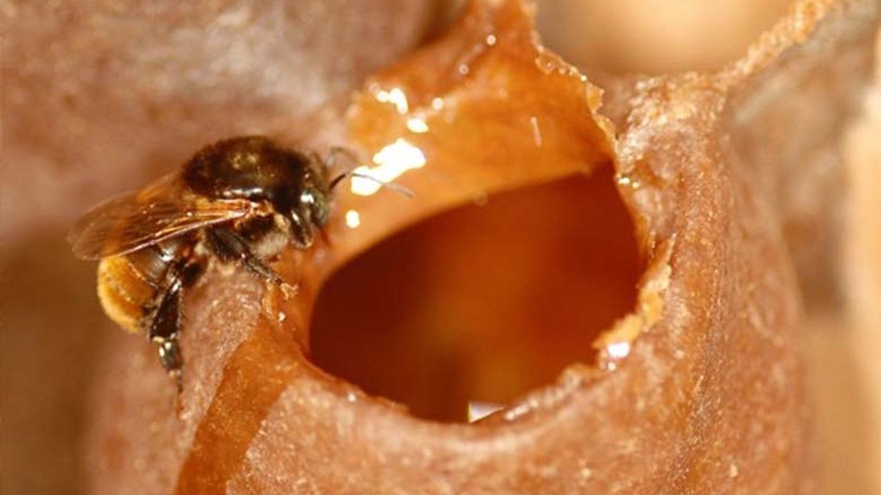 Seminário Alagoano de Apicultura e Meliponicultura será realizado em Santana do Ipanema