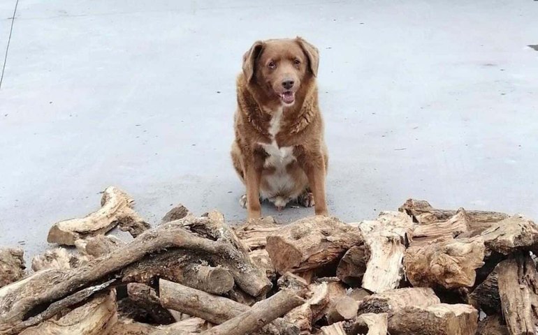 Recorde de cão mais velho do mundo é suspenso para investigar se Bobi tinha mesmo 31 anos ao morrer