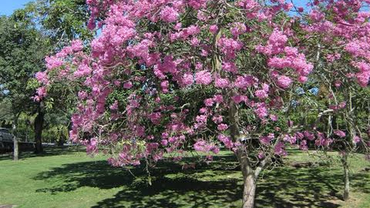 Alagoas Mais Verde: Ipê Rosa possui benefícios para além da arborização