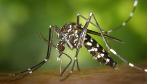 dengue-1920x1024