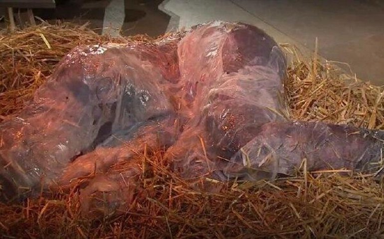 Figura inovadora de menino Jesus em presépio alemão causa controvérsia