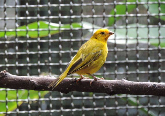 IMA alerta sobre a criação legal de animais silvestres