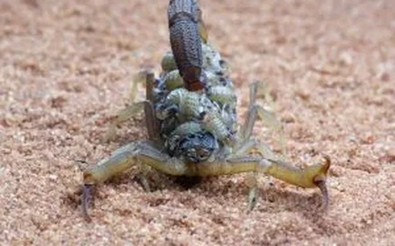 Casos de escorpiões acendem alerta: como a limpeza da casa ajuda a reduzir riscos