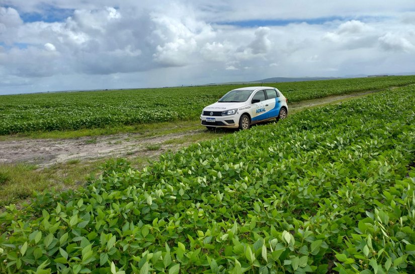 Calendário de semeadura da soja é aberto em Alagoas