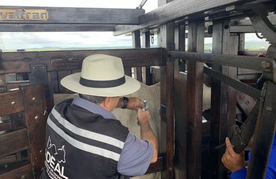 Adeal realiza vacinação assistida de animais contra a febre aftosa no município de Rio Largo