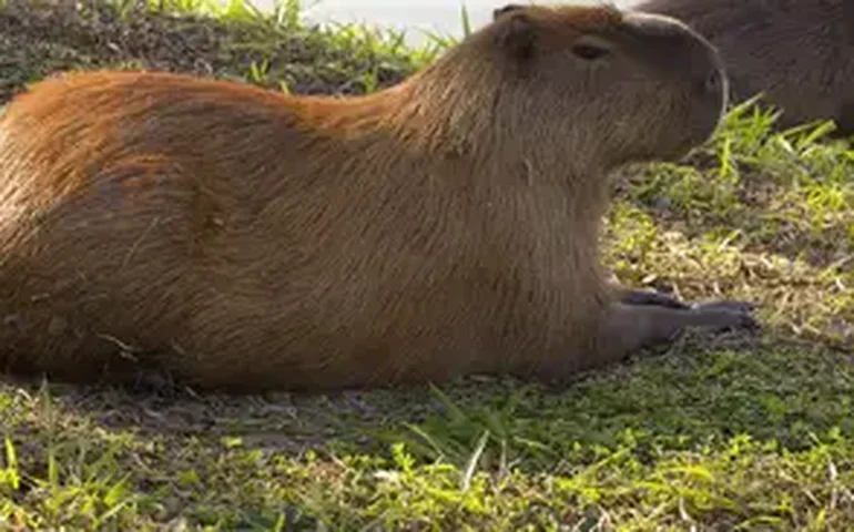 Crianças na rodovia: morador de Puente Iglesias capta momento em que família de capivaras atravessa a rua
