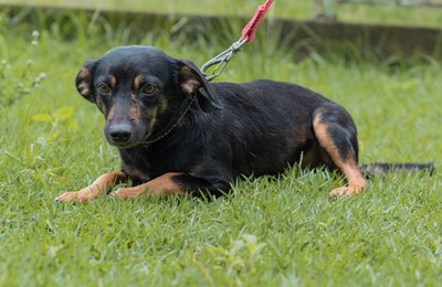 Feira de Adoção da Prefeitura leva cães e gatos para Rua Aberta no domingo (10)