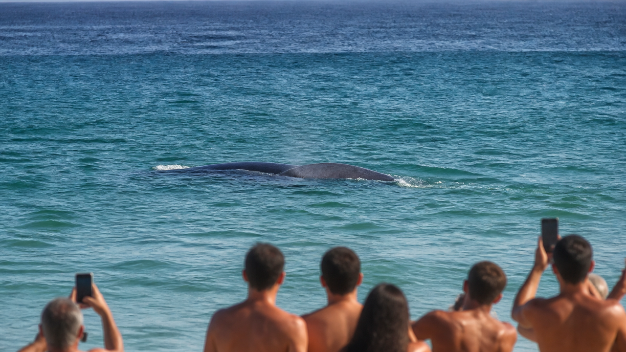 Baleia encanta banhistas na Praia do Leblon, no Rio