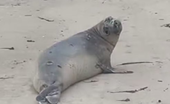 Mamífero apareceu na areia da praia e chamou a atenção das pessoas