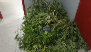 Mudas de maconha são apreendidas durante perseguição policial em São Cristóvão / Foto: Foto: BPRp/Divulgação