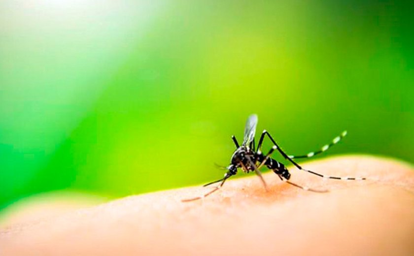 Velho conhecido do brasileiro, Aedes aegypti voltou a assustar o país em 2015