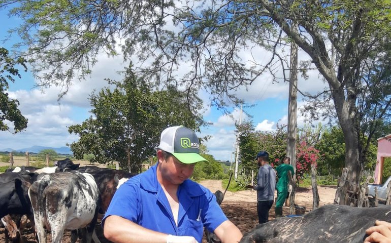 Alagoas inicia protocolo de inseminação artificial de bovinos do Mais Pecuária Brasil