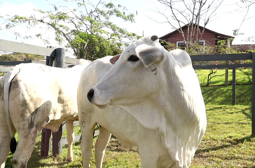 Agro Feira IBC consolida-se como vitrine de oportunidades e movimenta quase R$ 1 mi em negócios