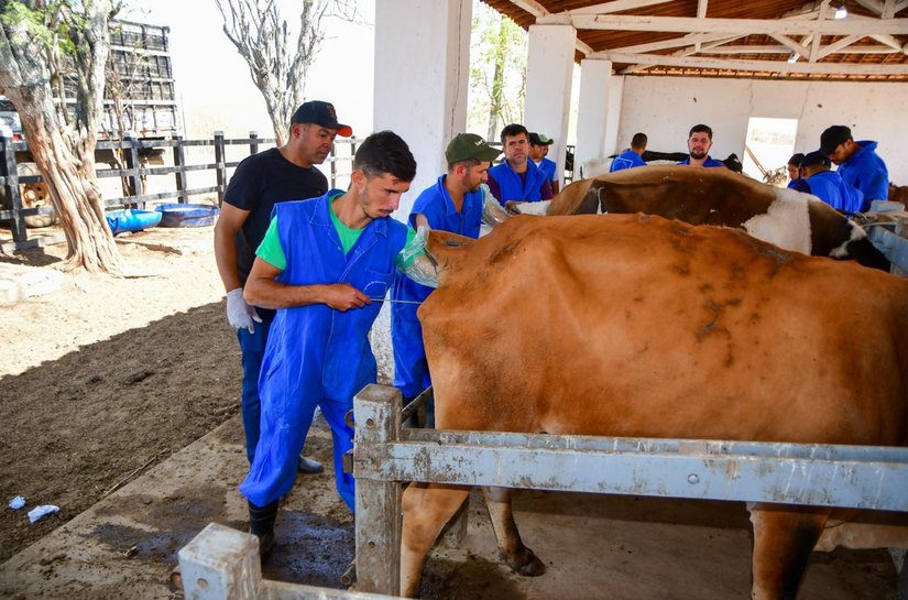 Agricultura capacita profissionais para atuarem na inseminação artificial de rebanho bovino
