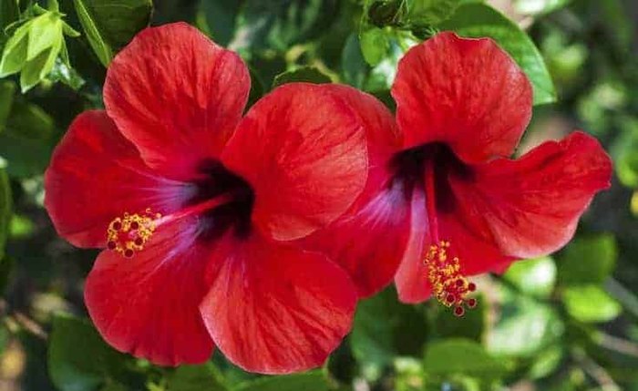 Flor de hibisco, encontrada em jardins, também pode ser usada na culinária, em geleias
