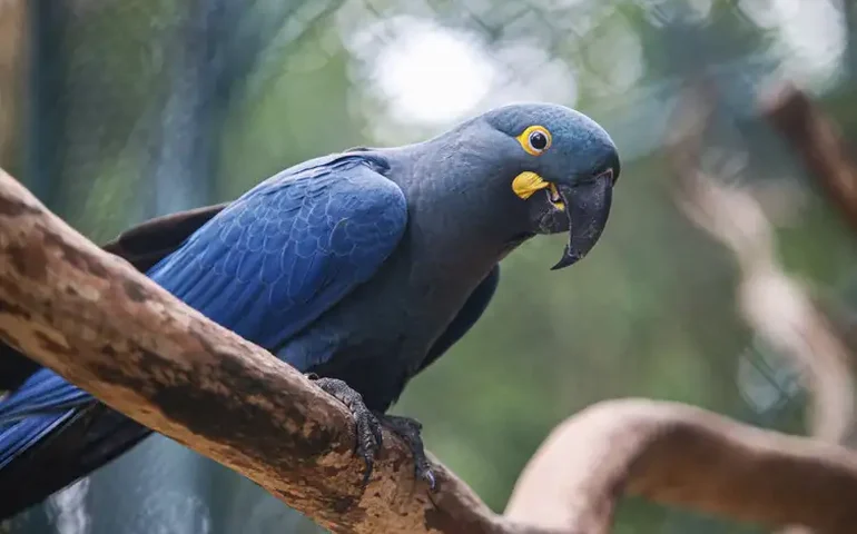 Arara encanta ao exibir voo livre e retorna à cuidadora